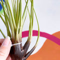 Air Plant - Tillandsia melanocrater - Sprouts of Bristol