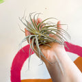 Air Plant - Tillandsia oaxacana - Sprouts of Bristol