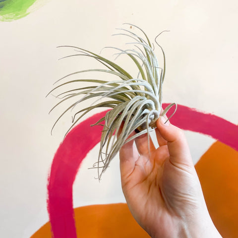 Air Plant - Tillandsia oaxacana - Sprouts of Bristol