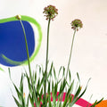 Allium senescens 'Serendipity' - Cotswold Grown Perennial - Sprouts of Bristol