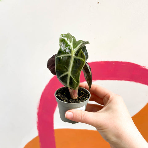 Alocasia amazonica 'Curly Bambino' - Sprouts of Bristol