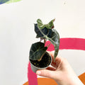 Alocasia amazonica 'Curly Bambino' - Sprouts of Bristol