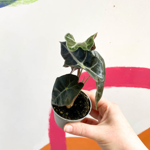 Alocasia amazonica 'Curly Bambino' - Sprouts of Bristol