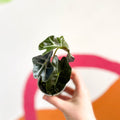 Alocasia amazonica 'Curly Bambino' - Sprouts of Bristol