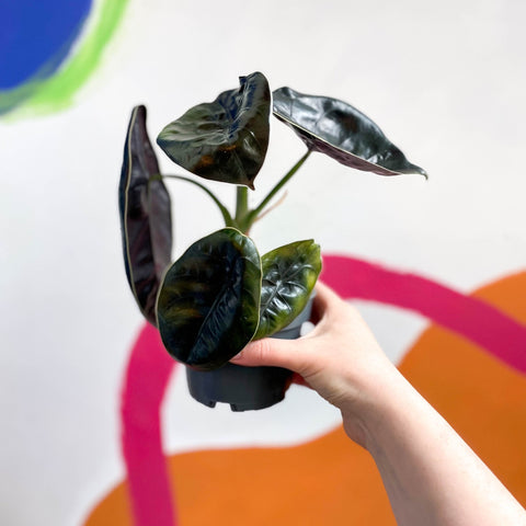 Alocasia azlanii - Sprouts of Bristol