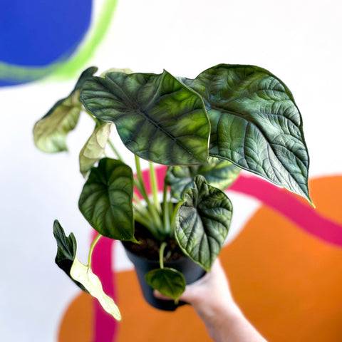 Alocasia baginda 'Dragon Scale' - Sprouts of Bristol