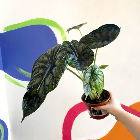 Alocasia baginda 'Dragon Scale' - British Grown - Sprouts of Bristol