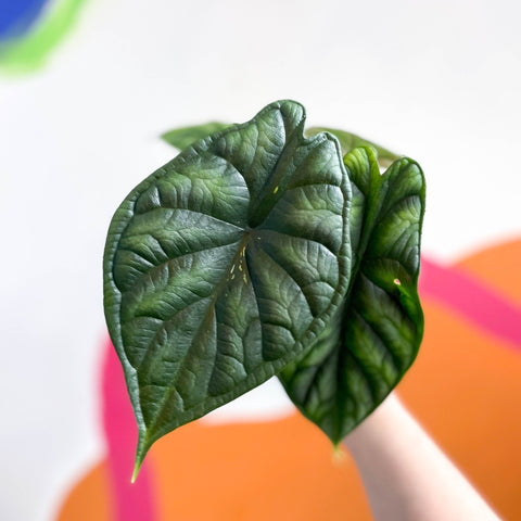 Alocasia baginda 'Silver Nebula' - Sprouts of Bristol