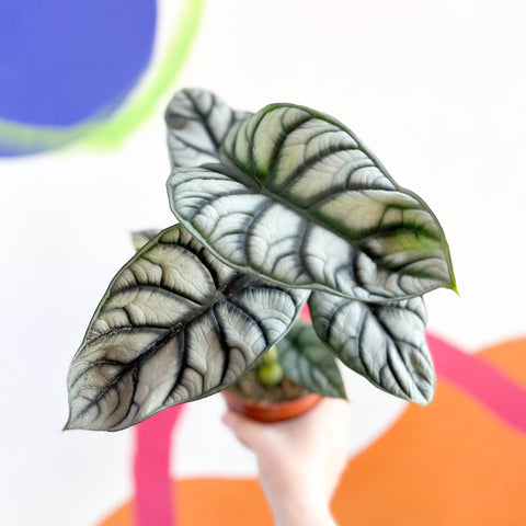 Alocasia baginda 'Silver Queen' - Sprouts of Bristol