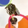 Alocasia cuprea 'Red Secret' - Sprouts of Bristol