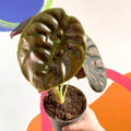Alocasia cuprea 'Red Secret' - Sprouts of Bristol