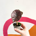 Alocasia cuprea 'Red Secret' - Sprouts of Bristol