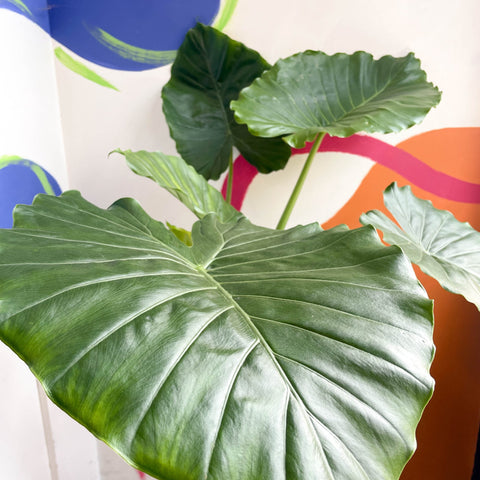 Alocasia gageana 'California' - Sprouts of Bristol