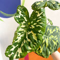 Alocasia ‘Hilo Beauty’ - Caladium praetermissum - Sprouts of Bristol