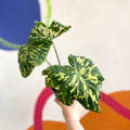 Alocasia ‘Hilo Beauty’ - Caladium praetermissum - Sprouts of Bristol