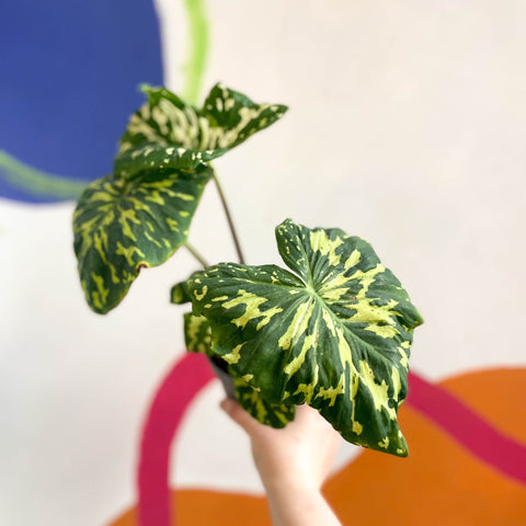 Alocasia ‘Hilo Beauty’ - Caladium praetermissum - Sprouts of Bristol