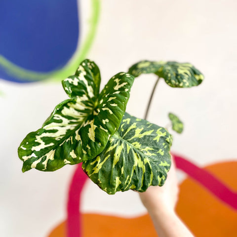 Alocasia ‘Hilo Beauty’ - Caladium praetermissum - Sprouts of Bristol