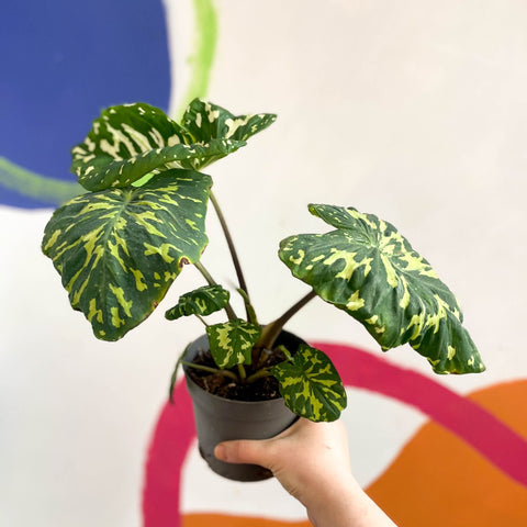Alocasia ‘Hilo Beauty’ - Caladium praetermissum - Sprouts of Bristol