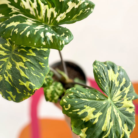 Alocasia ‘Hilo Beauty’ - Caladium praetermissum - Sprouts of Bristol