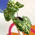 Alocasia ‘Hilo Beauty’ - Caladium praetermissum - Sprouts of Bristol