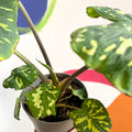 Alocasia ‘Hilo Beauty’ - Caladium praetermissum - Sprouts of Bristol