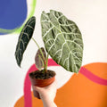 Alocasia longiloba ‘Watsoniana’ - Sprouts of Bristol