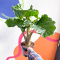 Alocasia 'Low Rider' - Sprouts of Bristol