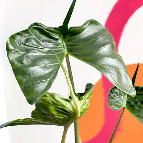 Alocasia macrorrhiza 'Stingray' - Sprouts of Bristol
