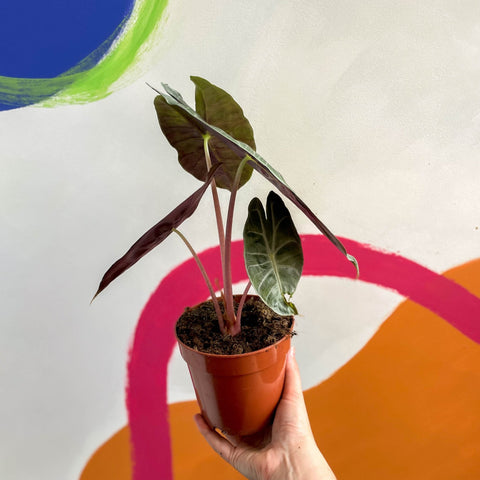 Alocasia 'Pink Dragon' - Sprouts of Bristol