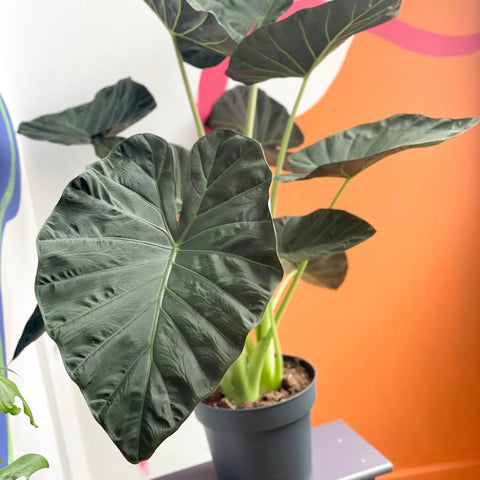 Alocasia 'Regal Shield' - Sprouts of Bristol