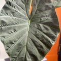 Alocasia 'Regal Shield' - Sprouts of Bristol