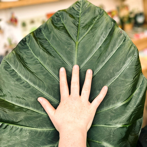 Alocasia 'Regal Shield' - Sprouts of Bristol