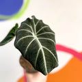 Alocasia reginula 'Black Velvet' - Sprouts of Bristol