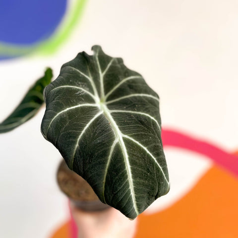 Alocasia reginula 'Black Velvet' - Sprouts of Bristol