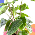 Alocasia sarawakensis 'Yucatan Princess' - Sprouts of Bristol
