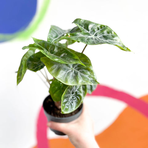 Alocasia sarawakensis 'Yucatan Princess' - Sprouts of Bristol