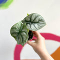 Alocasia 'Silver Dragon' - Sprouts of Bristol