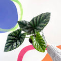 Alocasia sinuata - Sprouts of Bristol