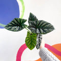 Alocasia sinuata - Sprouts of Bristol