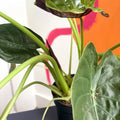 Alocasia 'Wentii' - Sprouts of Bristol