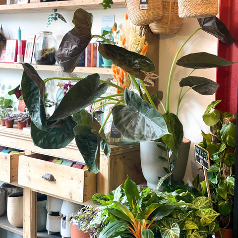Alocasia 'Wentii' - Sprouts of Bristol