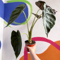 Alocasia 'Wentii' - British Grown - Sprouts of Bristol