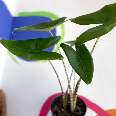 Alocasia zebrina - Sprouts of Bristol