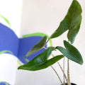Alocasia zebrina - Sprouts of Bristol