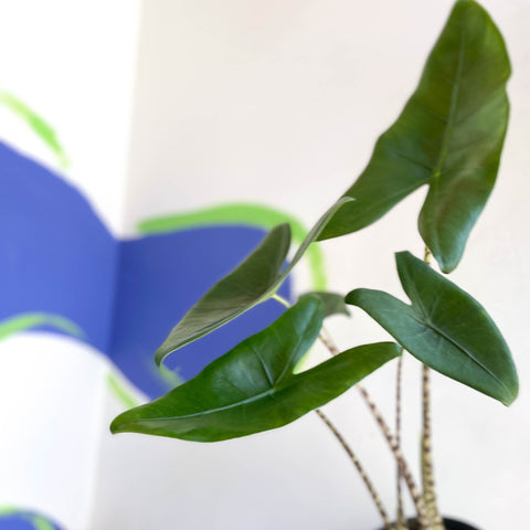 Alocasia zebrina - Sprouts of Bristol