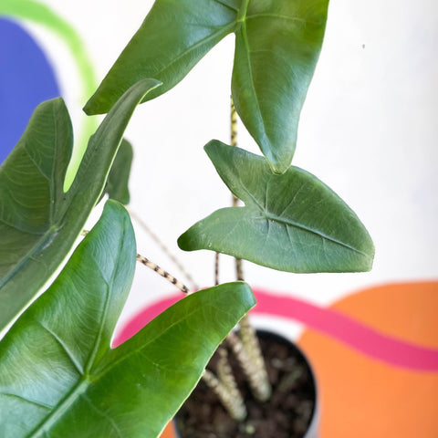 Alocasia zebrina - Sprouts of Bristol