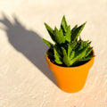 Aloe mitriformis - Sprouts of Bristol