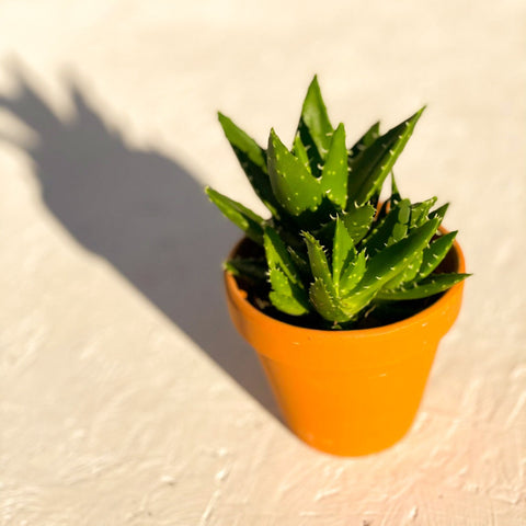 Aloe mitriformis - Sprouts of Bristol