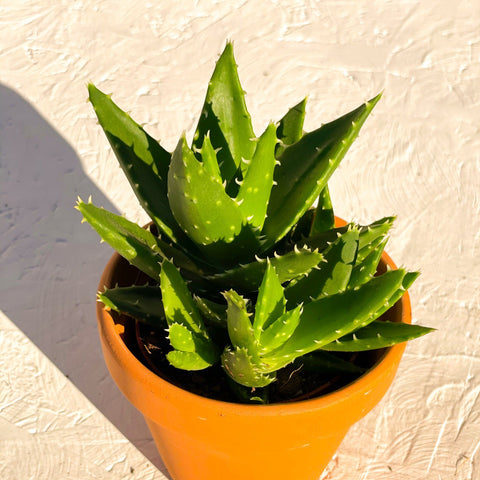 Aloe mitriformis - Sprouts of Bristol