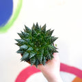 Aloe 'Safari Zambezi' - Sprouts of Bristol